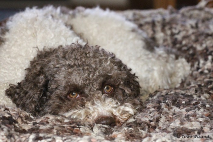 Lagotto romagnolo