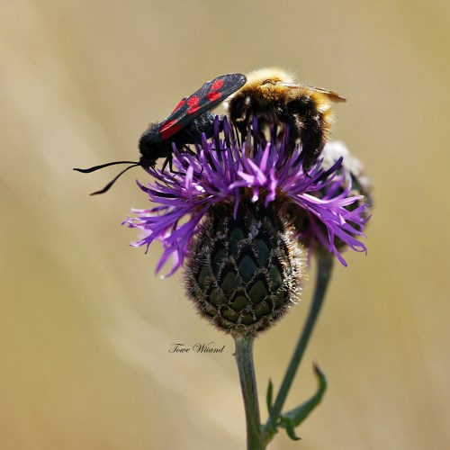 Humla o bastardsvärmare_2k