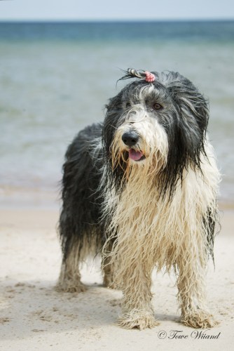 Bearded_collie