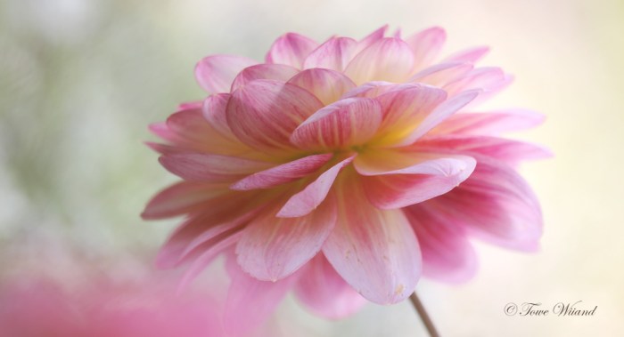 IMG_1588_a4_kurv_copyr