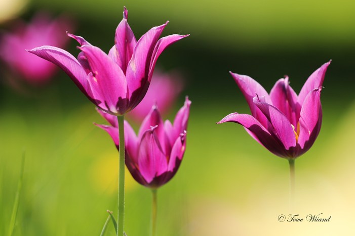 Lila_tulpaner