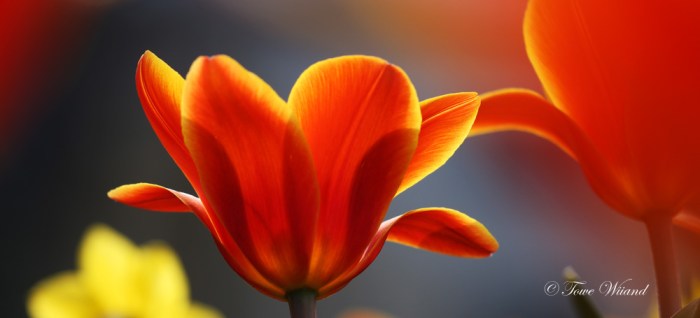 Tulpaner_12