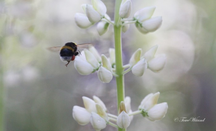 Humla_och_lupin_3